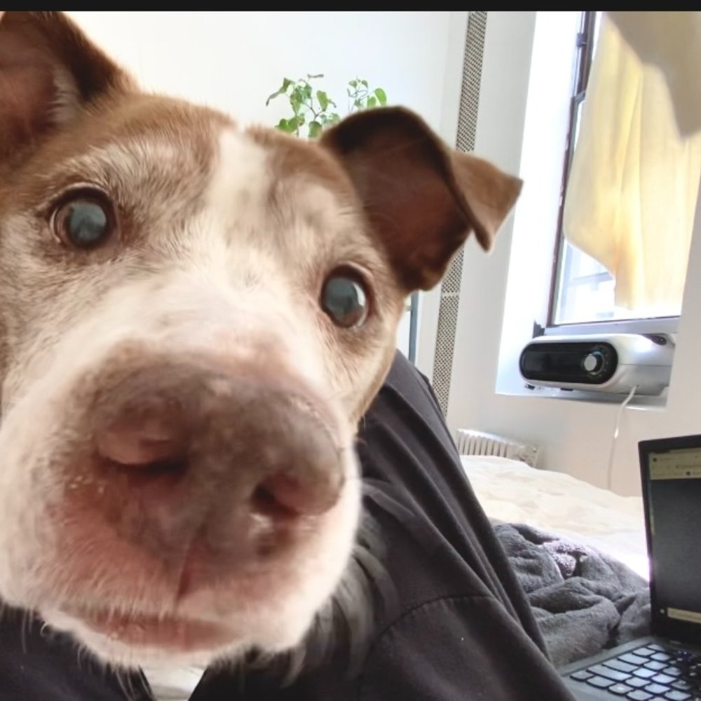 Meet your Posher, Frances